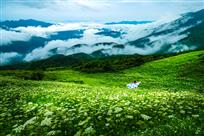 山花烂漫处