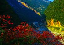 秋染山涧