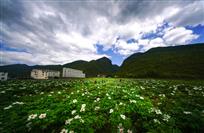 高山经济——山里药用牡丹