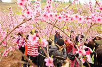 人面桃花相盎红
