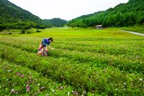 格桑花开