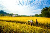 金秋八月收割忙