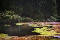 南天湖湿地