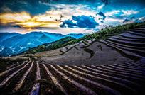 山坡烟叶地