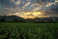 太平夕阳红