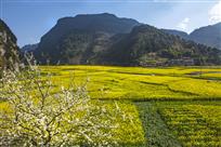 乌羊坝油菜基地