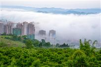 紫气盈盈