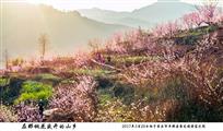 在那桃花盛开的山乡