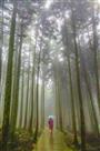 雨林悠悠