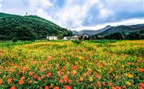 凤凰山下花如海