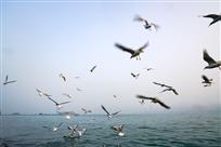 轻欧自趁虚船去