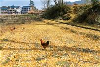 深院锁清秋