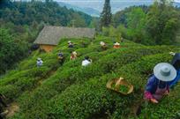 沸腾的茶山