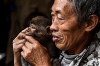 收留小猴儿的老人