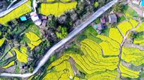 栗子花海致富路
