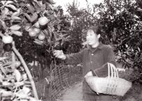摘柑橘