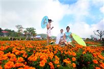 鲜花丽人