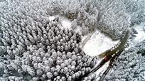 林场冬雪