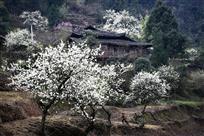 《古庭门前花又开》