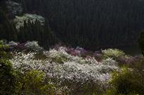 深山春意
