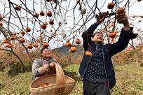 甜柿产业助脱贫