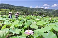 夏荷飘香游客来