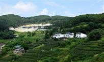 鹦鹉风光