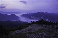 茶叶基地