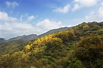 太平彩林