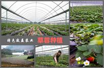特色效益农业-草莓种植