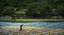 田地劳作