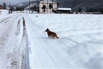 雪域2