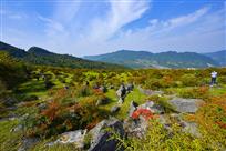 火棘满山引游客