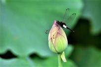 蜻蜓嬉荷典