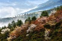原生态花山