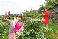 《火棘花盛开 》