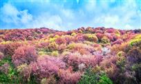 《天然樱花》