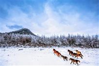 《雪地骏马奔驰》