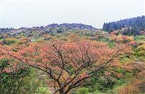 《雪玉樱花树》