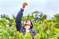 《野生樱桃任你吃》