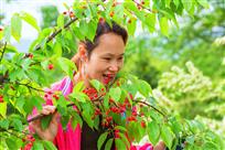 《樱桃林中这样吃》