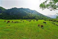 冷玉山草原