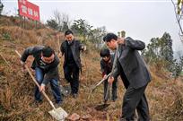 植树造林