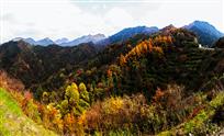 《尽染山林》