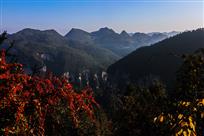 《山林火棘红》
