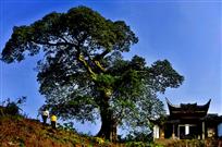 川东古刹悟惑寺