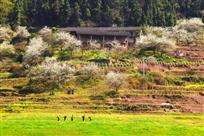 李花闹春