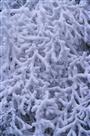 大山雪松