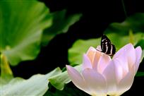 蝶恋花