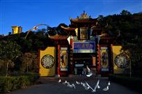 迎客鸥